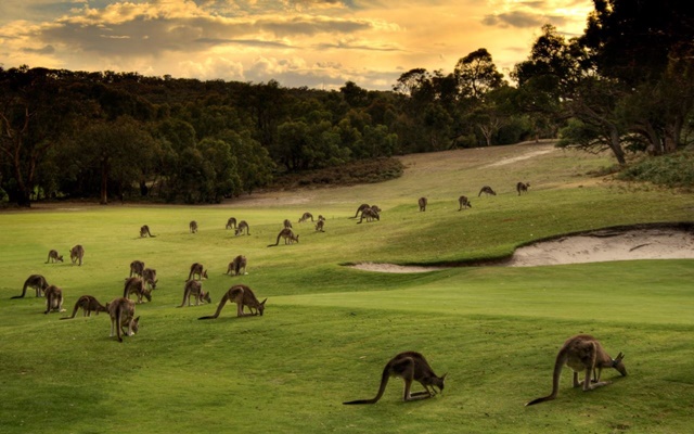 Khám phá thế giới thiên nhiên hoang dã tại đảo Kangaroo - Úc