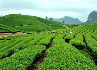 Ngỡ ngàng trước vẻ đẹp tươi xanh của Đồi chè Tân Cương Ngỡ ngàng trước vẻ đẹp tươi xanh của Đồi chè Tân Cương